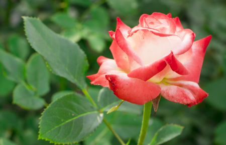 red roses on green leaves background close upの写真素材