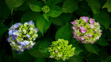 Blooming white and colored Hortensia flower close-up