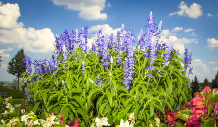 Blossoming of a mint plant in nature.の写真素材