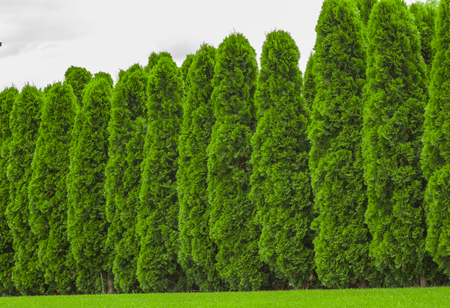 Fragment of a rural fence hedge from evergreen plants the Thuja.の写真素材