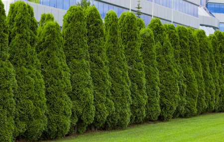 Fragment of a rural fence hedge from evergreen plants the Thuja.の写真素材