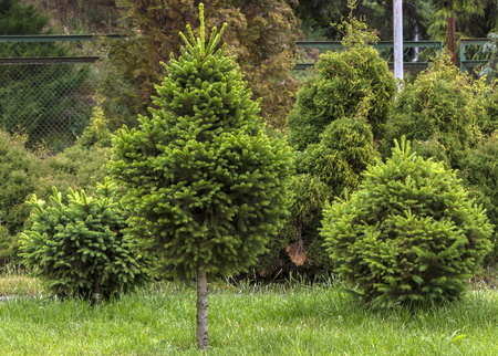 Application of globular shredded thuja in a landscape design.の写真素材