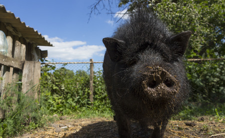 Black dirty Vietnamese pig close-upの写真素材