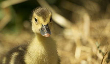 a little yellow duckling sits on a haystackの写真素材