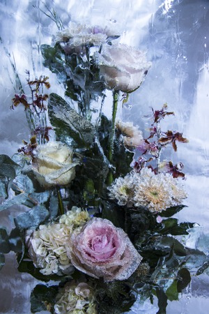 Ice sculpture of red flowers in a frozen block of iceの写真素材