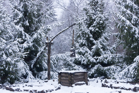 winter park with snow-covered plants on a cloudy day.の写真素材
