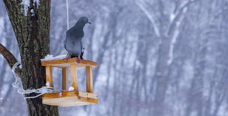 The pigeon at a feeding trough in winter.の写真素材