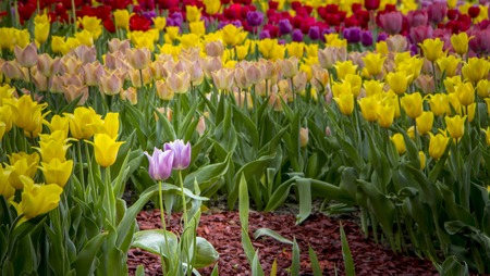Spring landscape with multicolor tulips. Nature background close upの写真素材