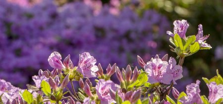 Purple azalea, rhododendron, flower close-up. evergreen penny-loving plantの写真素材