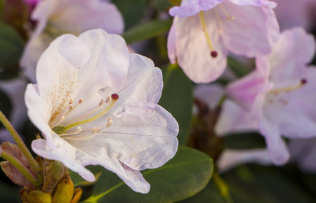 Pink flower of azaleas, close-up, can see the tips of stamens.の写真素材