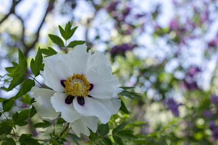 White flower of a tree-like peony Paeonia suffruticosa.の写真素材