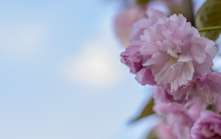 Close up of beautiful pink sakura flowers in the morning. Cherry blossom.の写真素材