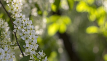 Spiraea white flowers on the background of green leaf. An ornamental plant used in landscape design, as a living fence and not only.の写真素材