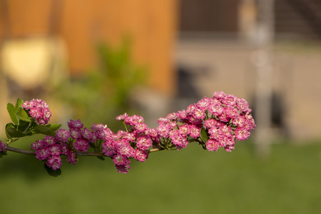 Pink Hawthorn flowers. Blooming haw branches. Spring macro photo.の写真素材