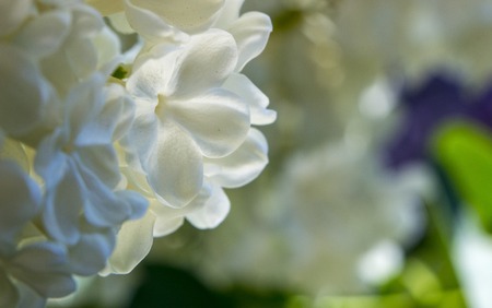 Honey white lilac close-up, with selective focus close upの写真素材