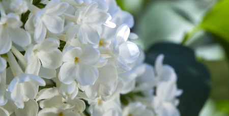 Honey white lilac close-up, with selective focus close upの写真素材