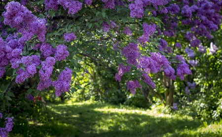 Beautiful purple lilac flowers outdoors. On a spring sunny dayの写真素材