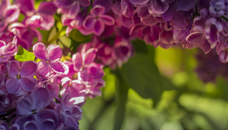 Pink, purple, Syringa vulgaris lilac or common lilac , family Oleaceae, close up, floral texture, backgroundの写真素材