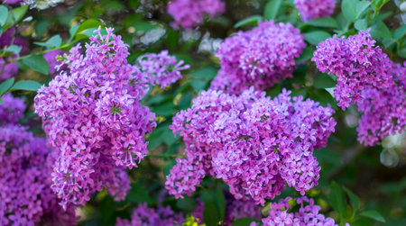 Beautiful purple lilac flowers outdoors. On a spring sunny day