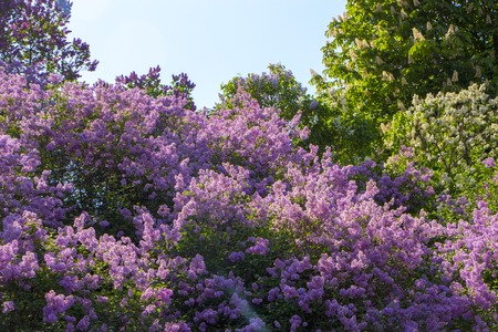 Pink, purple, Syringa vulgaris lilac or common lilac , family Oleaceae, close up, floral texture, backgroundの写真素材