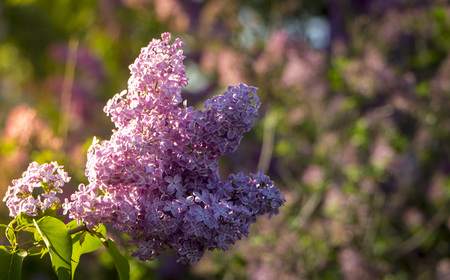 Pink, purple, Syringa vulgaris lilac or common lilac , family Oleaceae, close up, floral texture, backgroundの写真素材