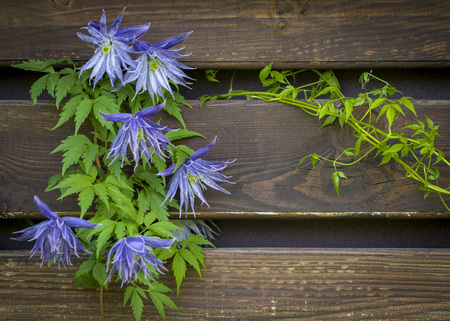 Flowering blue clematis in the garden. Beautiful lilac clematis flowerの写真素材