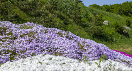 Floral background from the phlox of the subulate.の写真素材