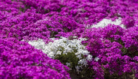 Floral background from the phlox of the subulate.の写真素材