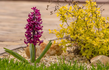 Pink Common Hyacinth Hyacinthus orientalis in the spring garden.