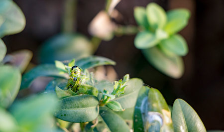 Caterpillar as a pest eating buxus leaves, Cydalima perspectalis as the biggest pest for buxus.