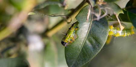 Caterpillar as a pest eating buxus leaves, Cydalima perspectalis as the biggest pest for buxus.