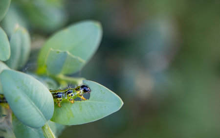 Caterpillar as a pest eating buxus leaves, Cydalima perspectalis as the biggest pest for buxus.