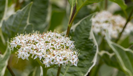 Blooming elderflower in garden elder, elderberry, black elder, European elder, European elderberry and European black elderberry. Close upの写真素材