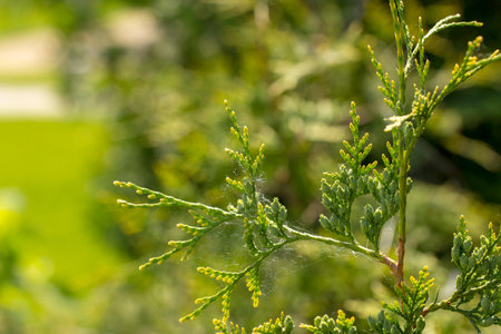 Beautiful green christmas leaves of Thuja trees. Thuja twig, Thuja occidentalis is an evergreen...