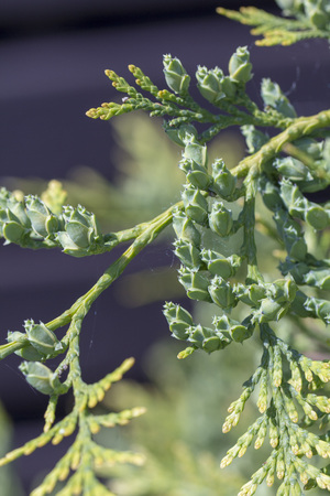 Beautiful green christmas leaves of Thuja trees. Thuja twig, Thuja occidentalis is an evergreen coniferous tree.の写真素材