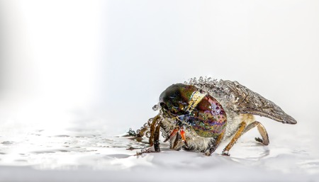 Goat in drops of water on a light background. Macro photo backgroundの写真素材