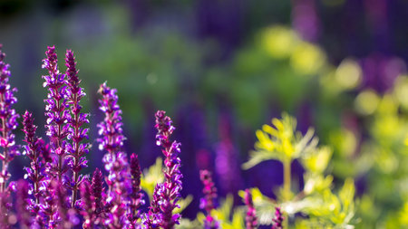 Lavender, violet perennial flowers, use in landscape design close up