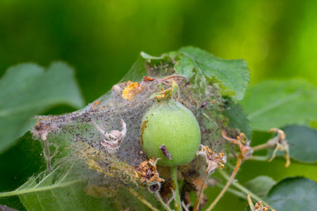 Apple Moon The larvae plaize the leafy leaves and apple fruits with a dense web and destroy them.