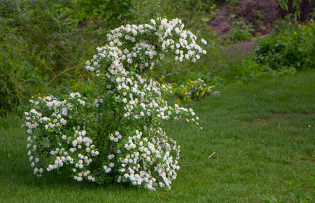 Spiraea, a flowering bush on green grass. Spiraea, a flowering bush on green grass. Used in...