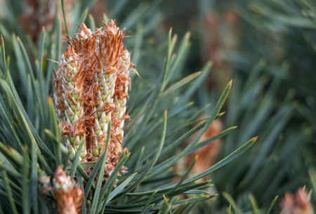 Dwarf pine branches on the hedge of tui close upの写真素材