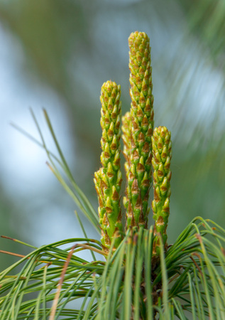 Dwarf pine branches on the hedge of tui close upの写真素材