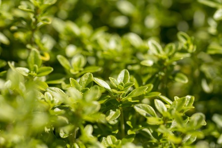 Thyme, close-up. Long-standing low-growing plant. It has medicinal properties and is used in tea blends.の写真素材