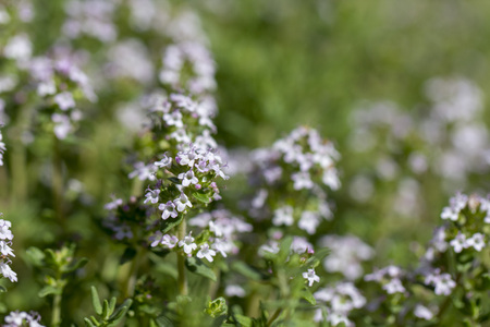 Thyme, close-up. Long-standing low-growing plant. It has medicinal properties and is used in tea blends.の写真素材