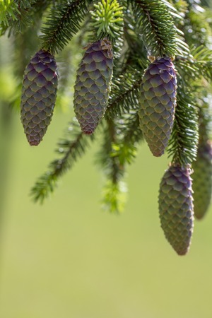 Cones on the Christmas tree close upの写真素材