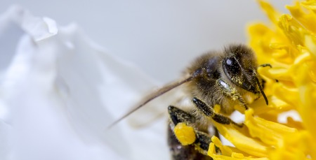 The bee collects the nectar on a yellow flower c,lose upの写真素材