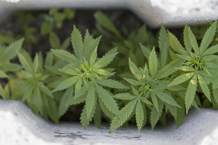 A view from above on a bush of wild hemp. Close upの写真素材