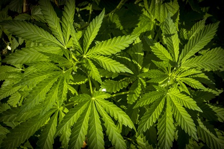 Marijuana foliage background photo. Bush cannabis top viewの写真素材