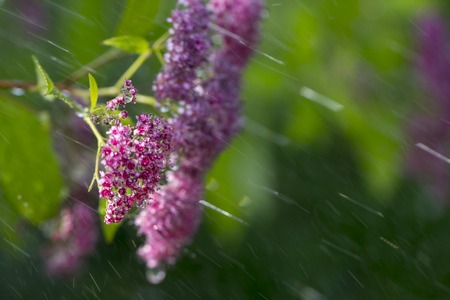 The flower of the red spiraea, the ornamental shrub used in landscape design, is well suited for decorating haircut.の写真素材