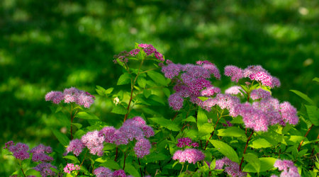 The flower of the red spiraea, the ornamental shrub used in landscape design, is well suited for...