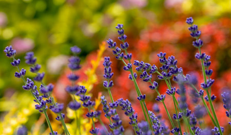 Lavender plant latin Lavandula angustifolia close up